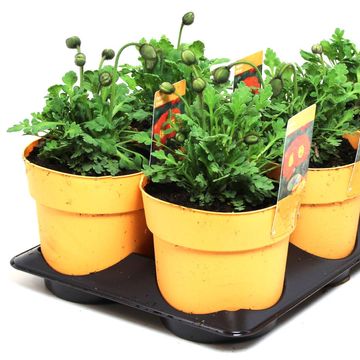 Papaver orientale