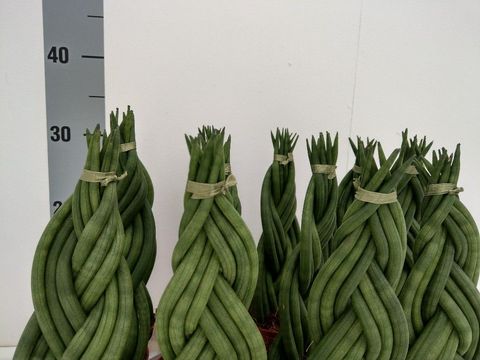 Sansevieria cylindrica 'Braid'