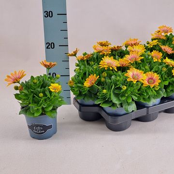 Osteospermum SEÑORITA BONITA