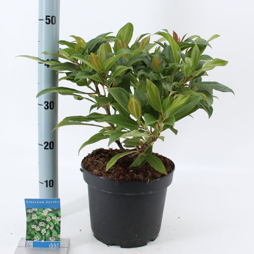 Viburnum davidii (About Plants Zundert BV)