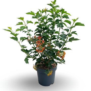 Viburnum opulus 'Compactum'