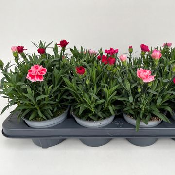 Dianthus OSCAR MIX