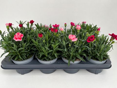 Dianthus OSCAR MIX
