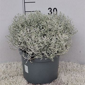 Leucophyta brownii