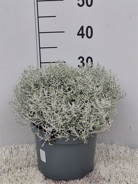 Leucophyta brownii
