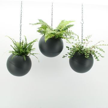 Ετοιμασίες Indoor Fern Mix