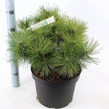 Pinus densiflora 'Jane Kluis'