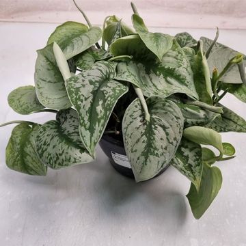 Scindapsus pictus 'Trebie'