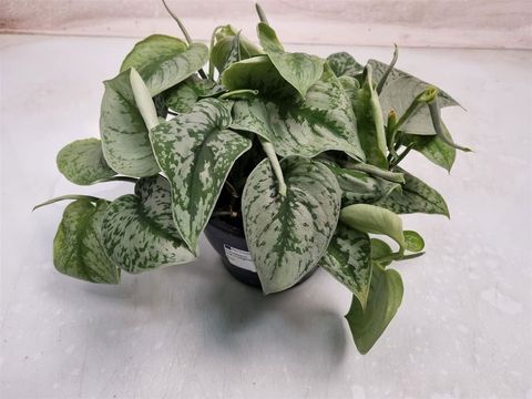 Scindapsus pictus 'Trebie'