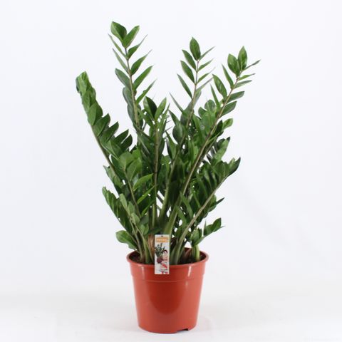 Zamioculcas zamiifolia