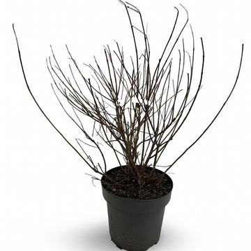 Cephalanthus occidentalis