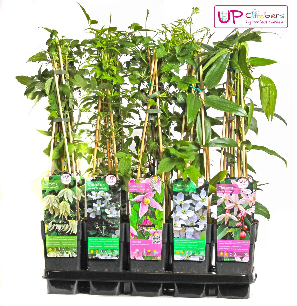 standort ufopflanze Ufopflanze (Pilea peperomioides) kaufen main image 1