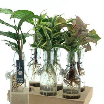 Houseplants MIX