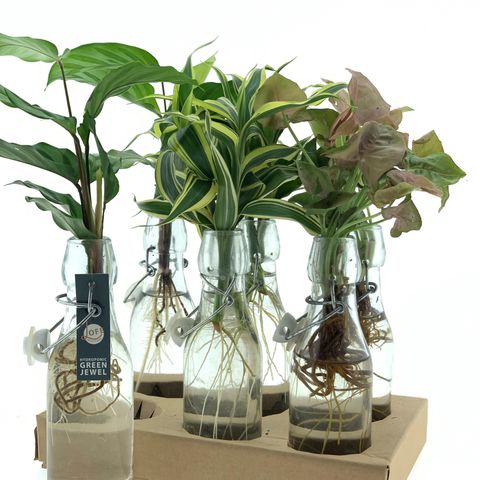 Houseplants MIX — Plant Wholesale FlorAccess