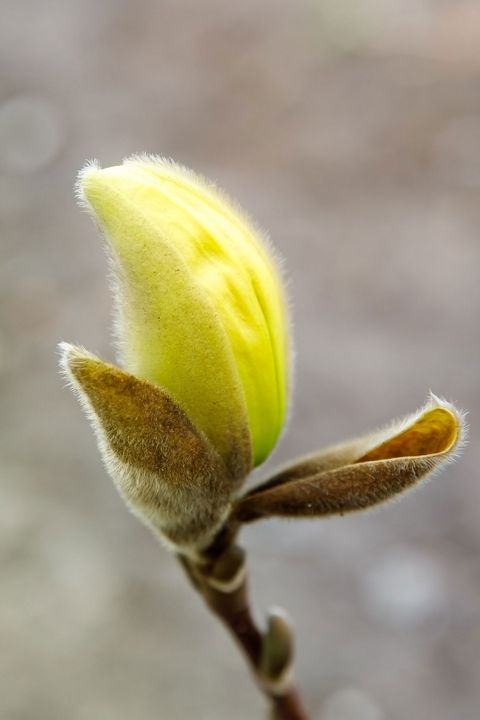 Magnolia denudata YELLOW RIVER
