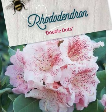 Rhododendron 'Double Dots'