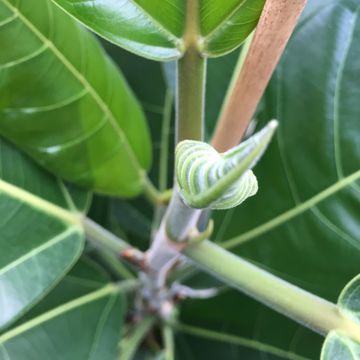 Ficus benghalensis 'Roy'