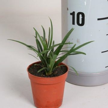 Ophiopogon japonicus 'Minor'