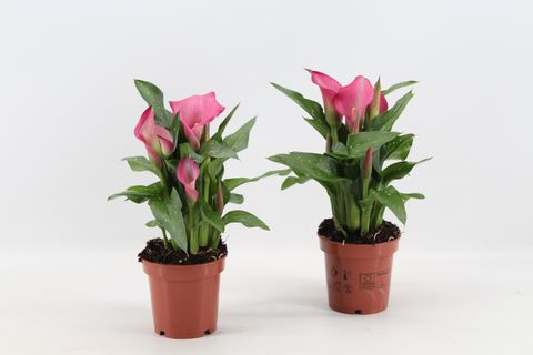 Zantedeschia 'Garnet Glow'