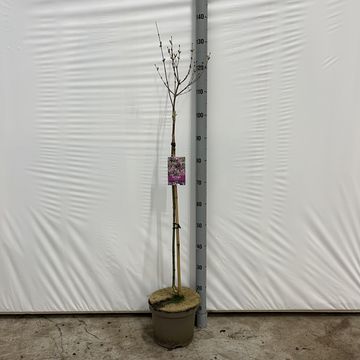 Syringa meyeri 'Palibin'