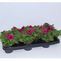 Petunia SURFINIA PURPLE