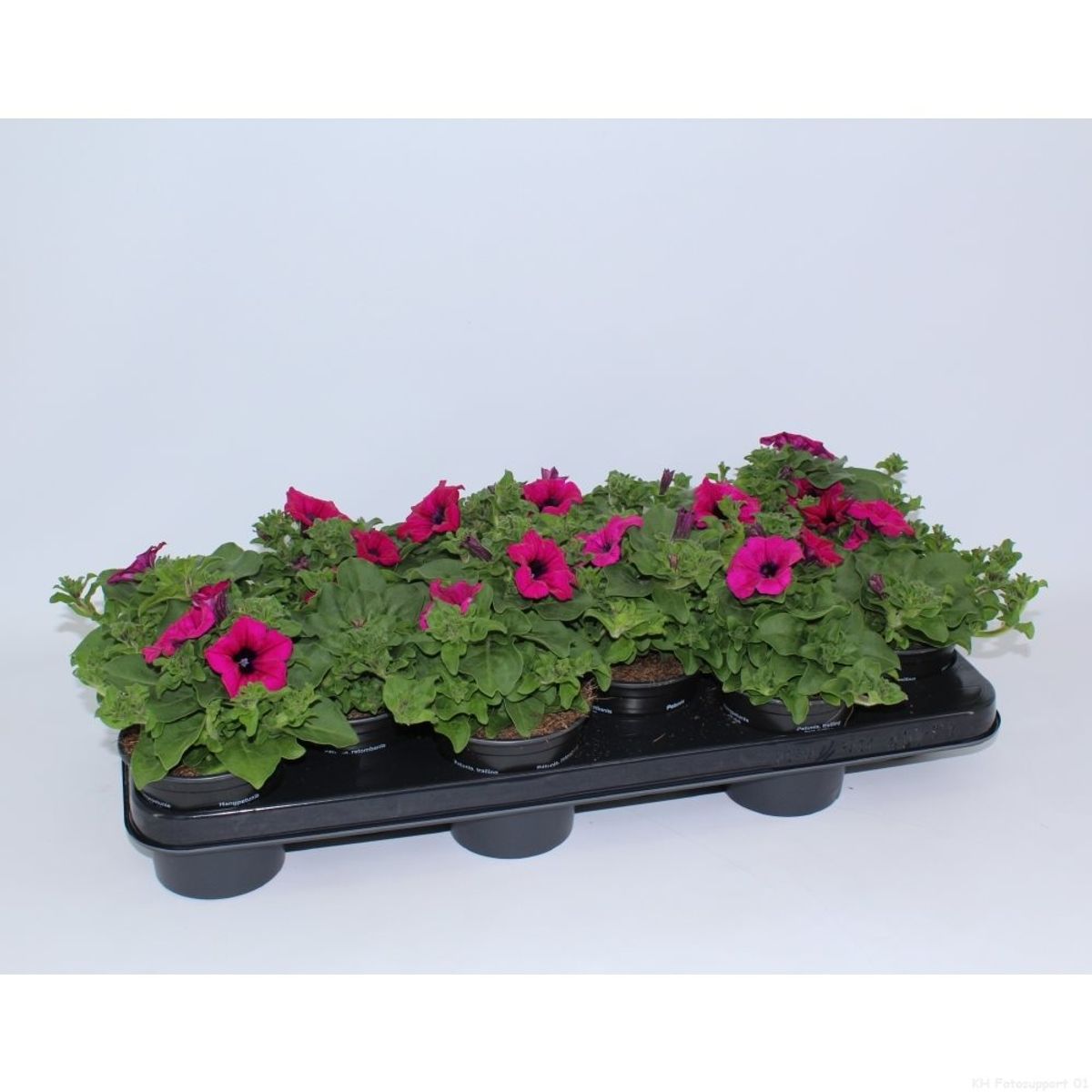 Petunia SURFINIA PURPLE — Plant Wholesale FlorAccess