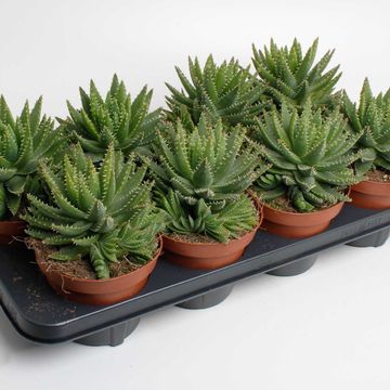 Aloe brevifolia