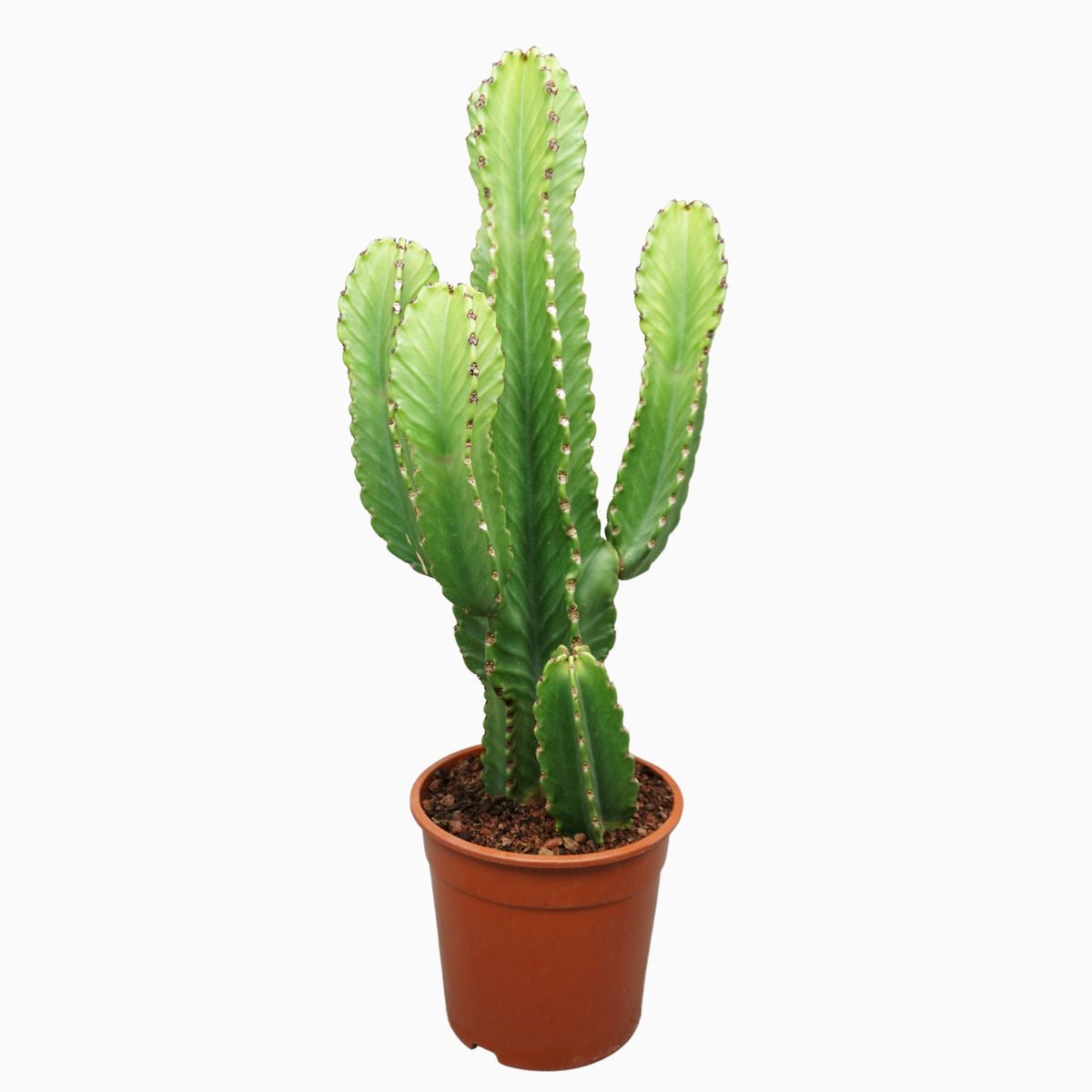 Euphorbia 'Gabizan' Succulent Plant - Artificially Propagated In 2" Pot, 0.6"-0.8" Size, Rare Drought-Tolerant Houseplant