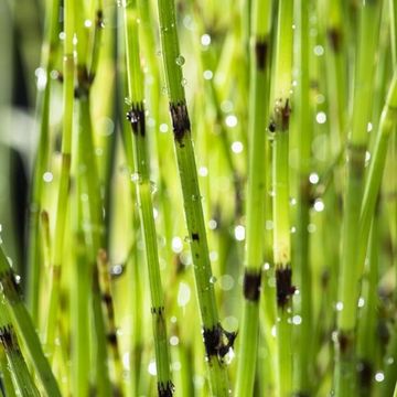 Equisetum fluviatile
