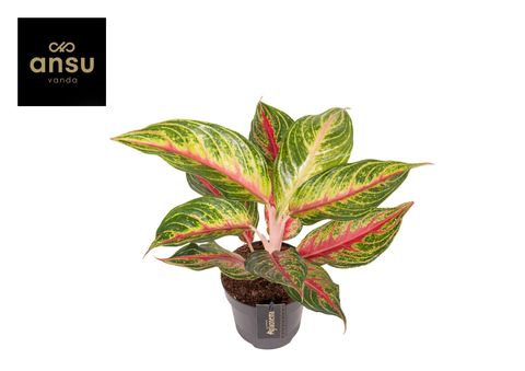 Aglaonema 'Eyecatcher Red'