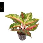 Aglaonema 'Eyecatcher Red'