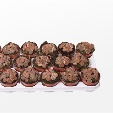 Lithops