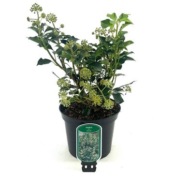 Hedera helix 'Simone'