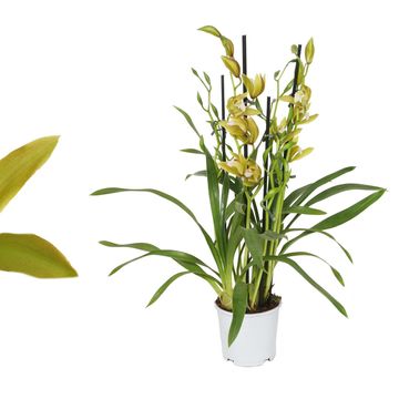 Cymbidium TIGER TAIL