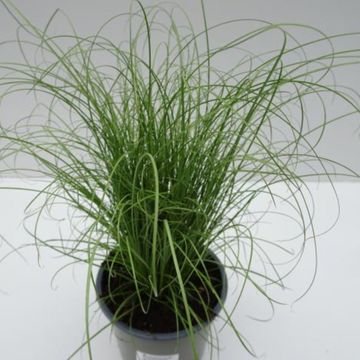Carex comans 'Mint Curls'
