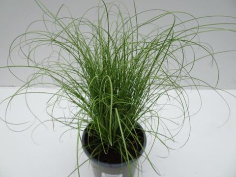 Carex comans 'Mint Curls'
