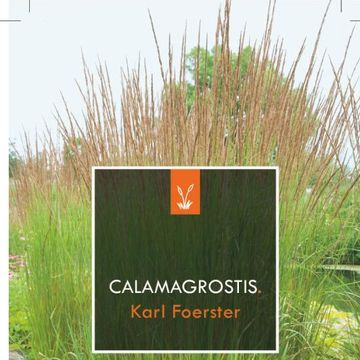 Calamagrostis x acutiflora 'Karl Foerster'