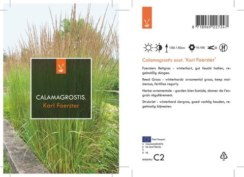 Calamagrostis x acutiflora 'Karl Foerster'