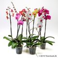 Phalaenopsis MIX