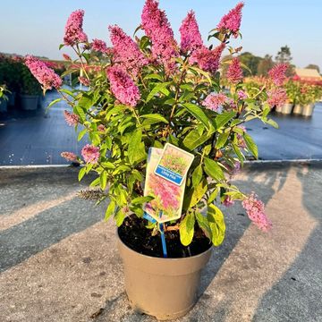 Buddleja davidii BUTTERFLY CANDY LITTLE PINK