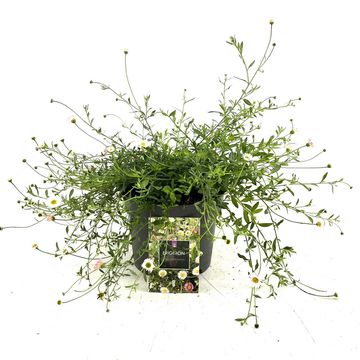 Erigeron karvinskianus