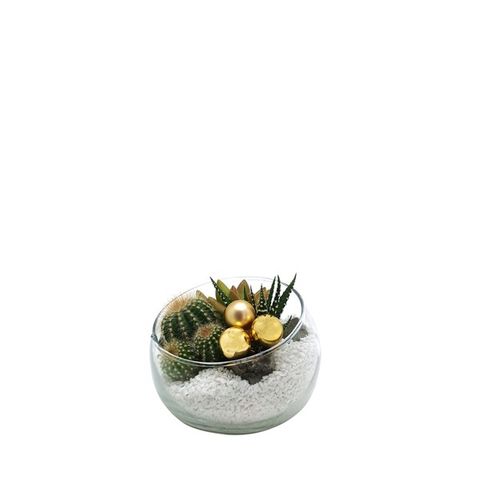 Kомпозиции Cactus