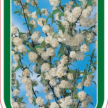 Prunus glandulosa 'Alba Plena'