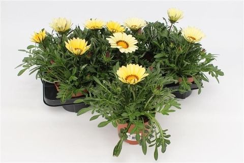 Gazania 'Kiss White'