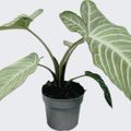 Xanthosoma MINT