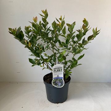 Vaccinium corymbosum 'Brigitta Blue'