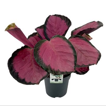 Calathea roseopicta 'Misty Red'