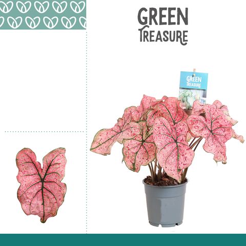 Caladium 'Splash of Wine'