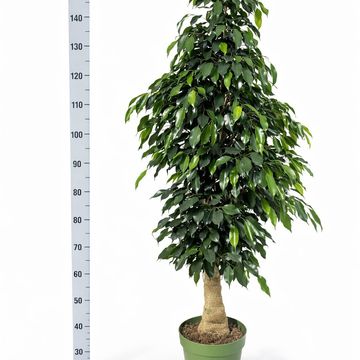 Ficus benjamina 'Danielle'