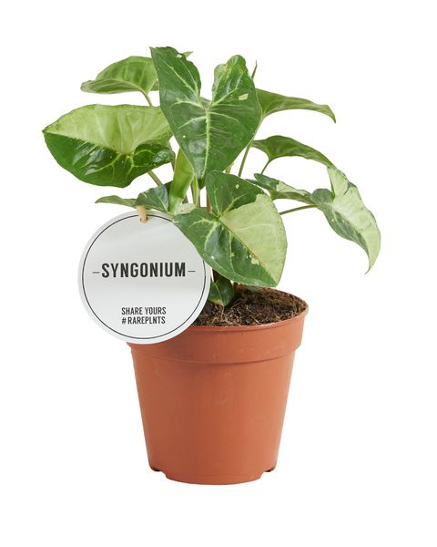 Syngonium 'Panda'